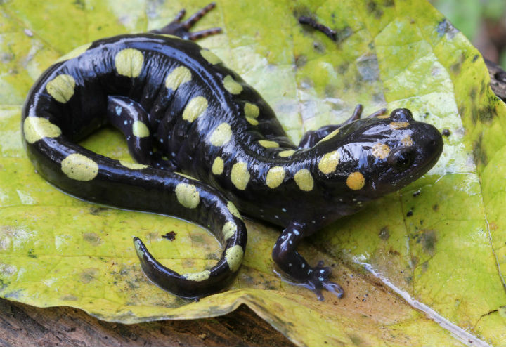 Spotted Salamander